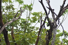 Nettapus coromandelianus