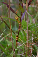 Smicronyx sculpticollis