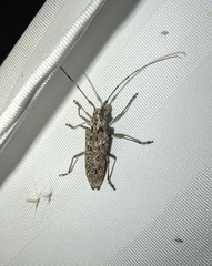 Monochamus notatus