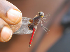 Hadrothemis defecta