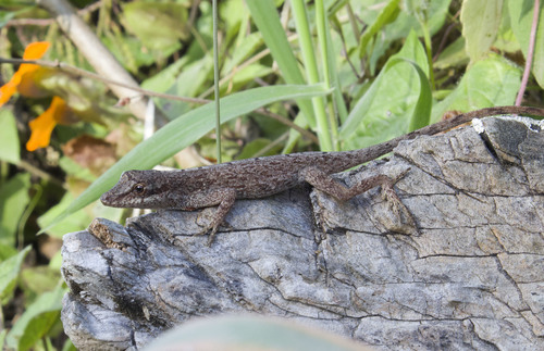 Anolis mariarum