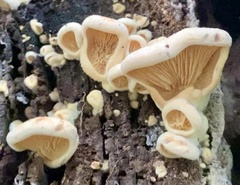Pseudomerulius