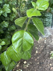 Magnoliopsida