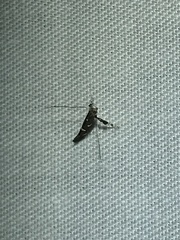 Caloptilia triadicae