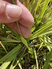 Gentianopsis holopetala