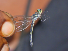 Micromacromia camerunica