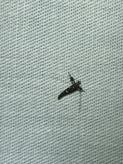 Caloptilia triadicae