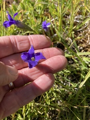 Gentianopsis holopetala
