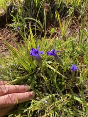Gentianopsis holopetala