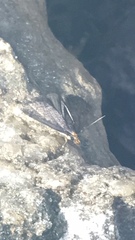 Loxostegopsis merrickalis