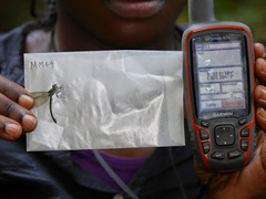 Micromacromia camerunica