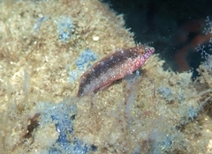 Malacoctenus macropus