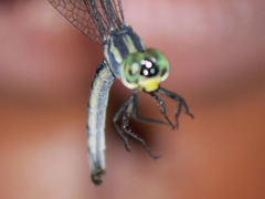 Micromacromia camerunica