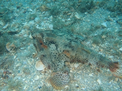 Ogcocephalus