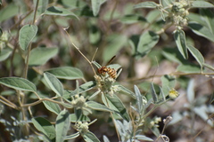Eucerceris canaliculata