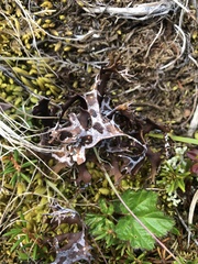 Masonhalea richardsonii