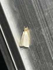 Argyria gonogramma