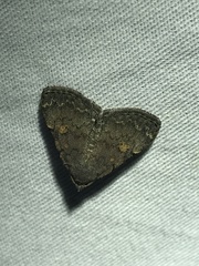 Idia diminuendis