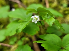 Anemonoides quinquefolia