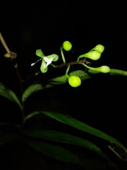 Epidendrum subnutans