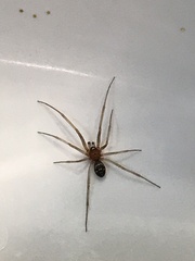 Steatoda