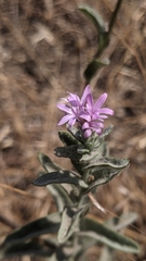 Lessingia leptoclada