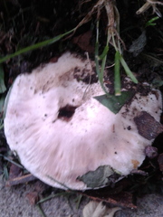 Agaricus bitorquis