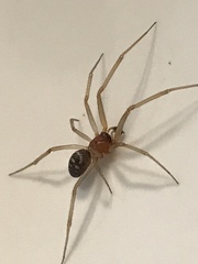Steatoda