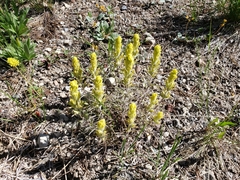 Castilleja arachnoidea