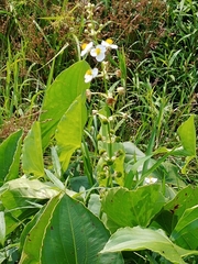 Sagittaria brevirostra