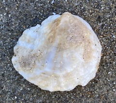 Crepipatella lingulata