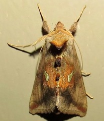 Autographa metallica