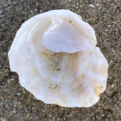 Crepipatella lingulata