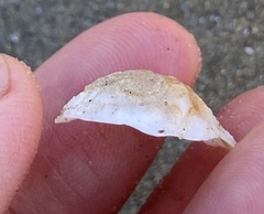 Crepipatella lingulata