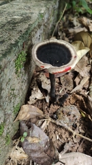Sanguinoderma rugosum