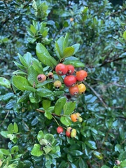 Myrcianthes fragrans