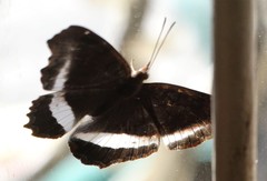 Eurytela hiarbas angustata