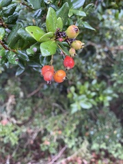 Myrcianthes fragrans