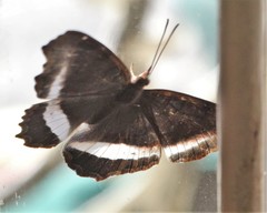 Eurytela hiarbas angustata