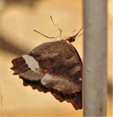 Eurytela hiarbas angustata