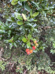Myrcianthes fragrans