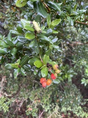 Myrcianthes fragrans