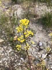 Rorippa barbareifolia