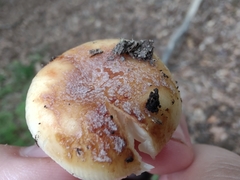Russula pulverulenta