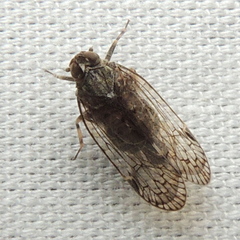 Melanoliarus montanus