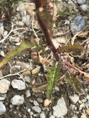 Rorippa barbareifolia