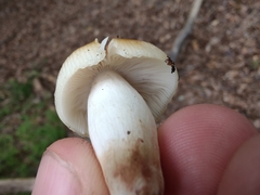 Russula pulverulenta