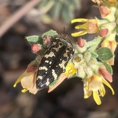 Acmaeodera connexa