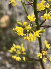 Rorippa barbareifolia