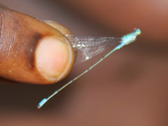 Pseudagrion glaucum